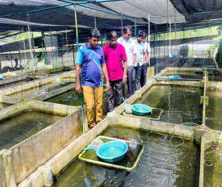 උතුරු හා නැගෙනහිර පළාත්වල විසිතුරු මත්ස්‍ය නිෂ්පාදනය ආරම්භ කෙරේ.